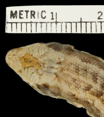 Media type: image;   Herpetology R-36748 Aspect: head dorsal
